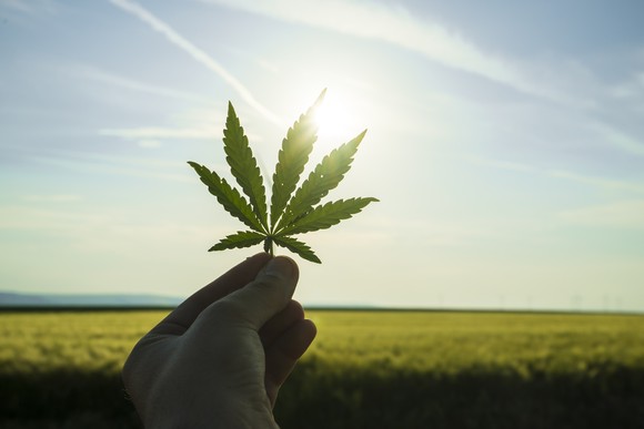 A hand holding a marijuana leaf in sunlight.