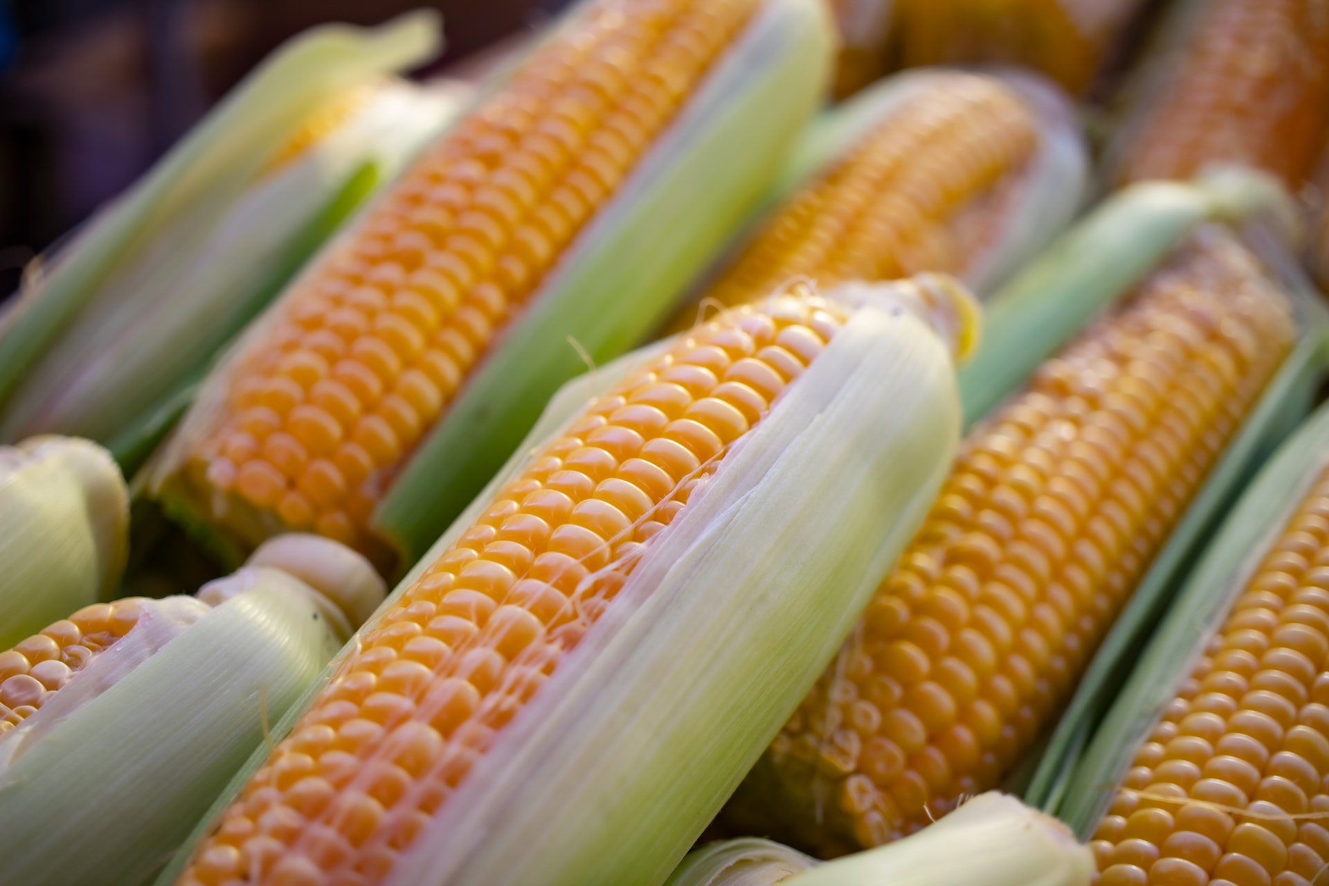 US Disputes Trade as Mexico Plans to Ban Genetically Modified Corn - Vimarsana News