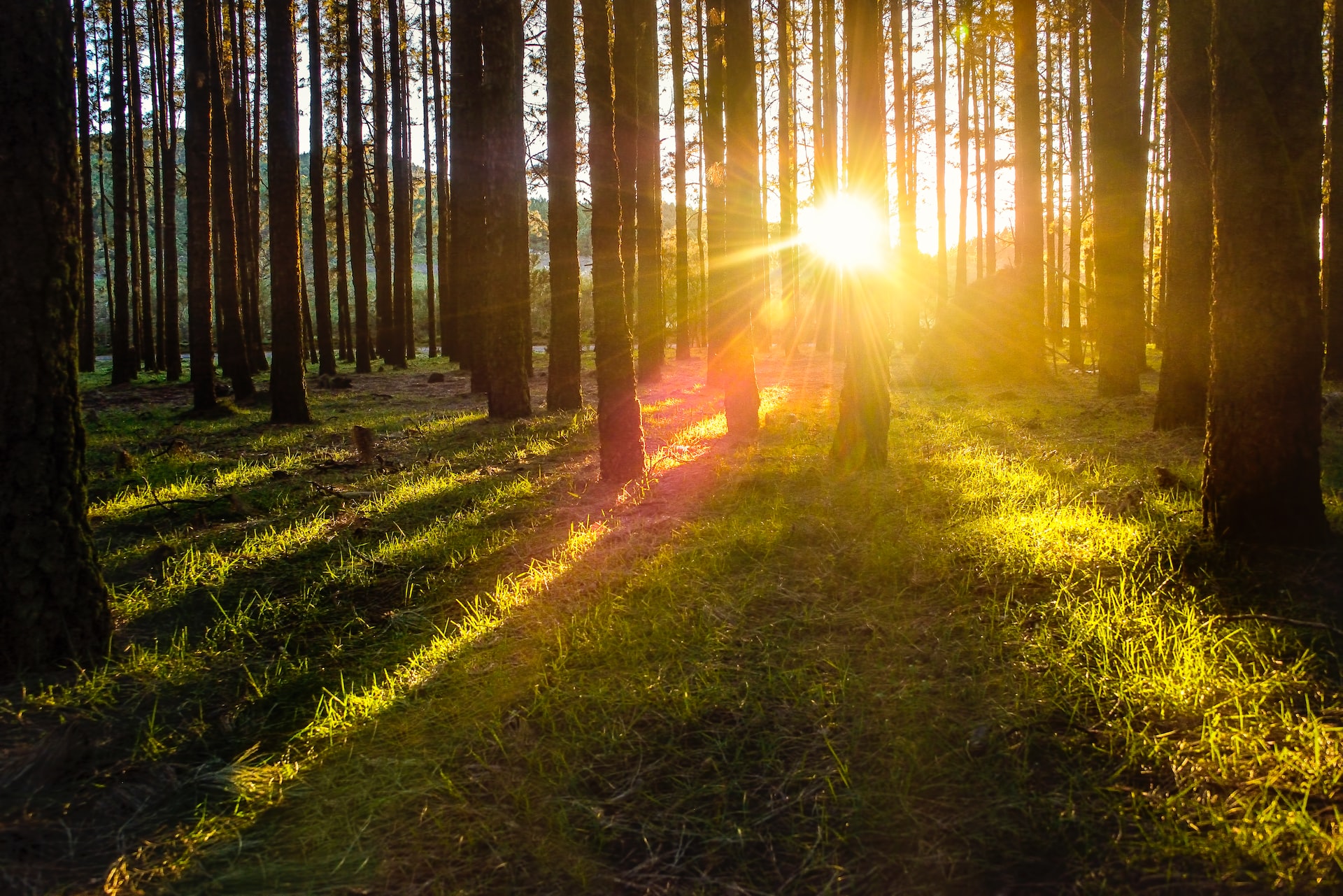 JPMorgan Invests Hundreds of Millions into Forestry and Minority-led Businesses Projects - Vimarsana News