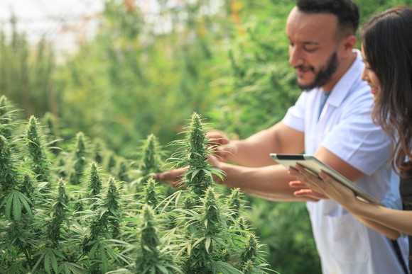 Two people inspecting cannabis plants in a field.