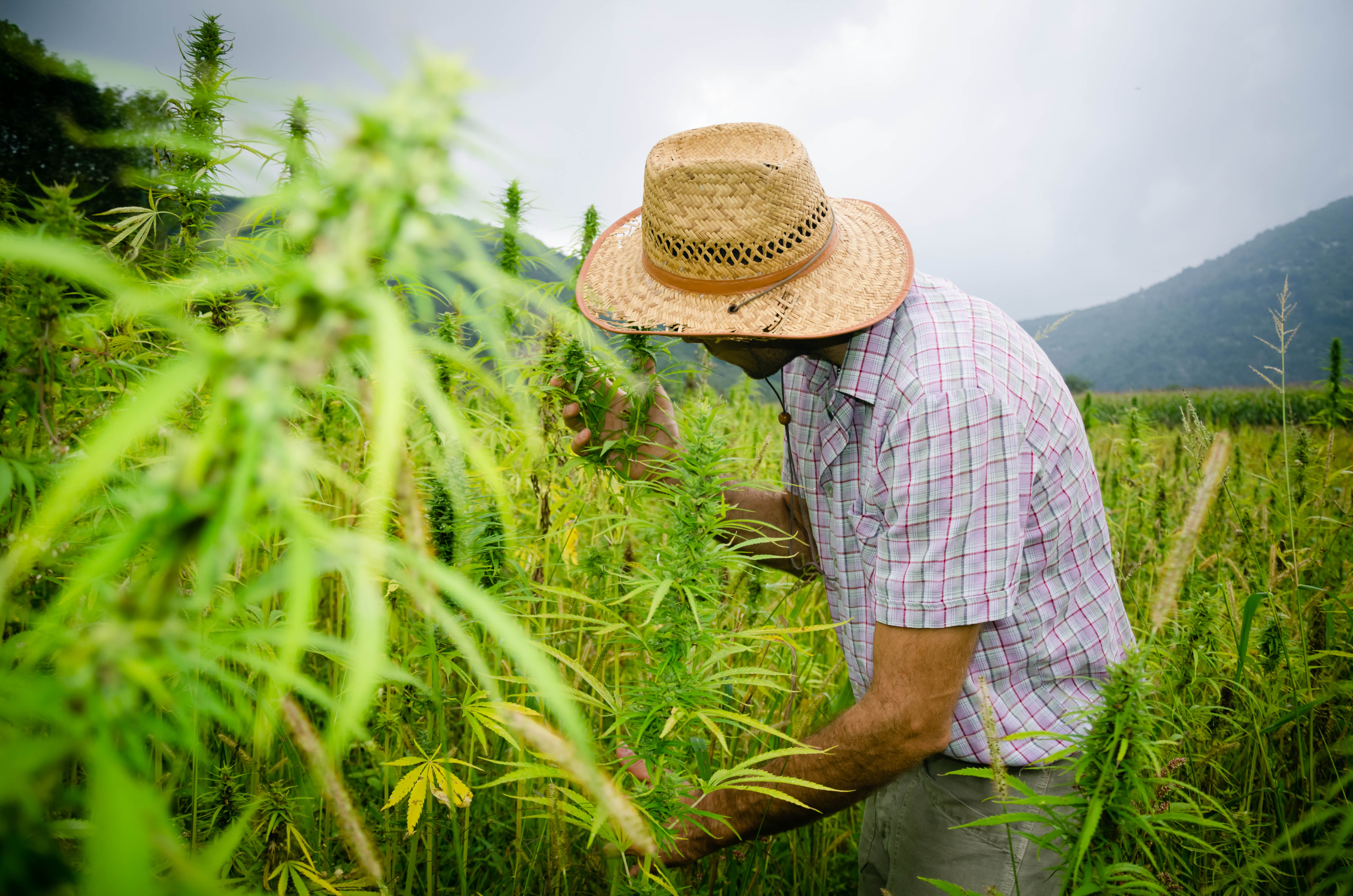 farming marijuana cannabis medicinal harvest