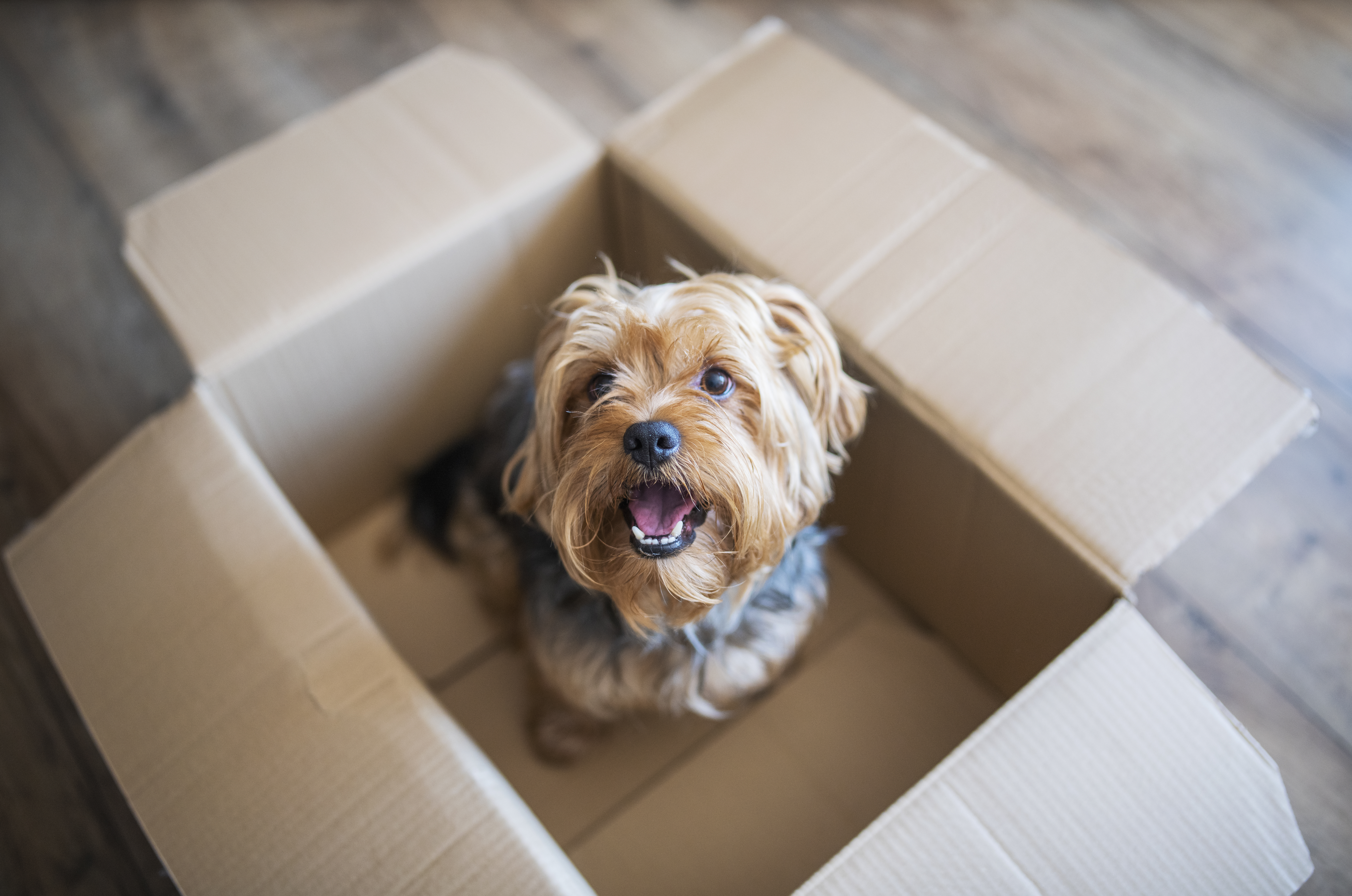 Small dog sits inside box while looking up at the camera.
