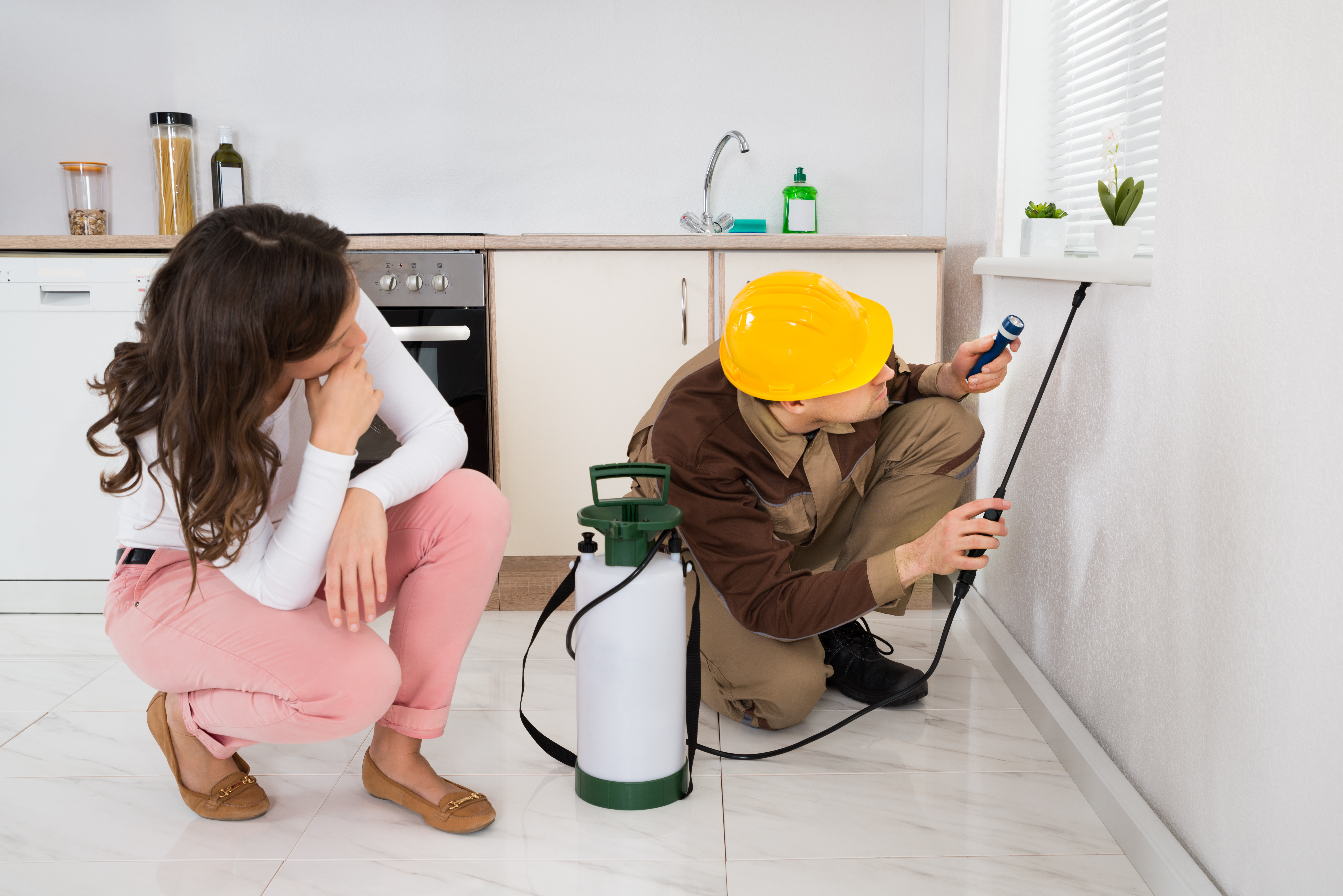 Customer watches on as an pest control technician sprays a kitchen windowsill for bugs.