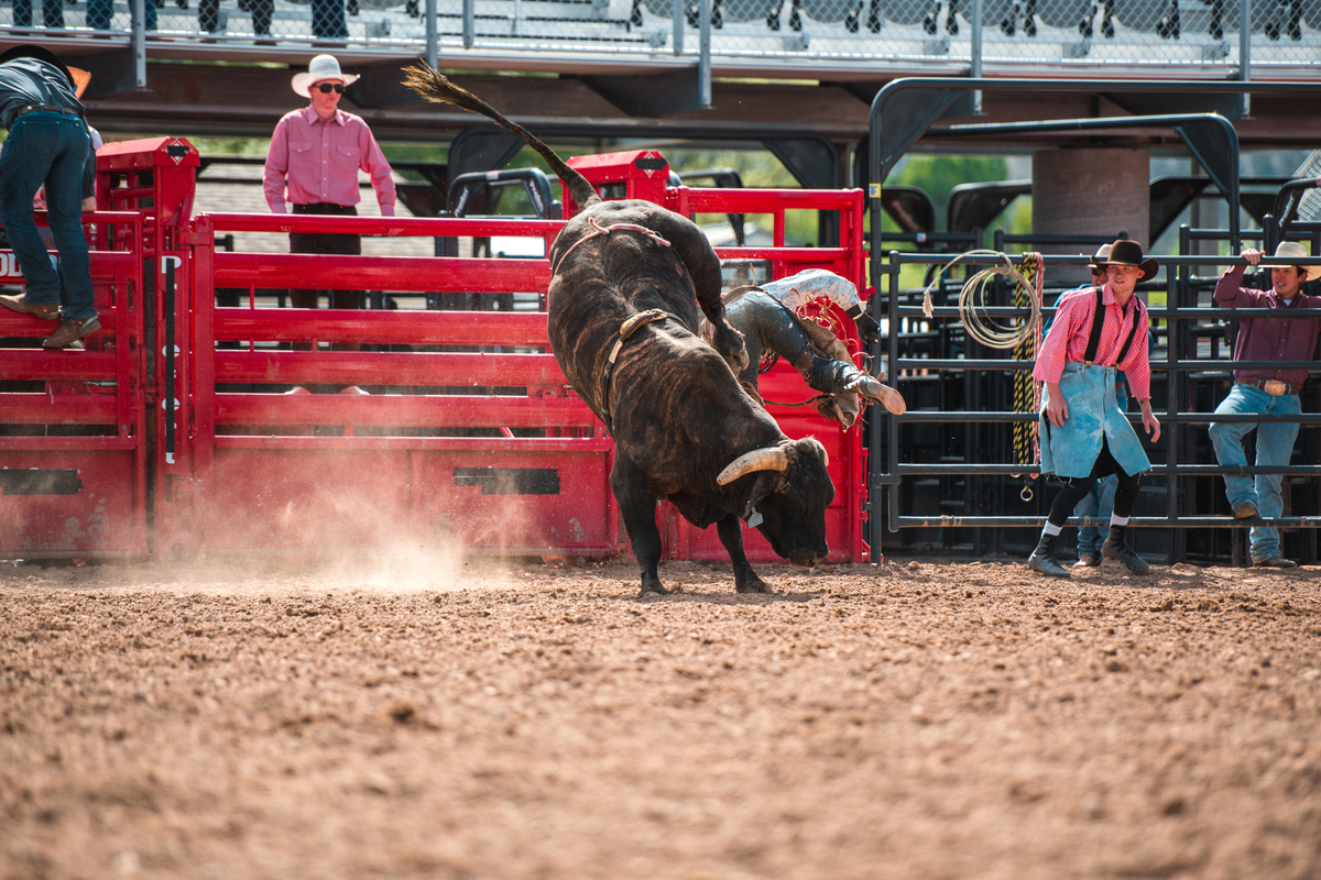 A bull bucks as cowboys look on.