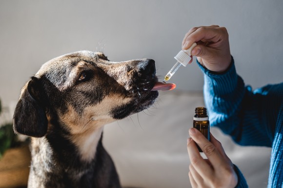 A person giving medicine to their dog.