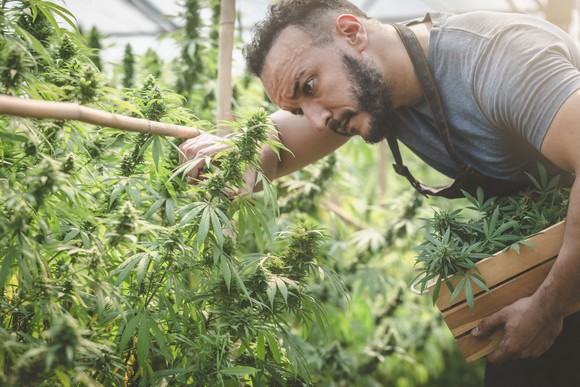 Person working at a cannabis facility. 