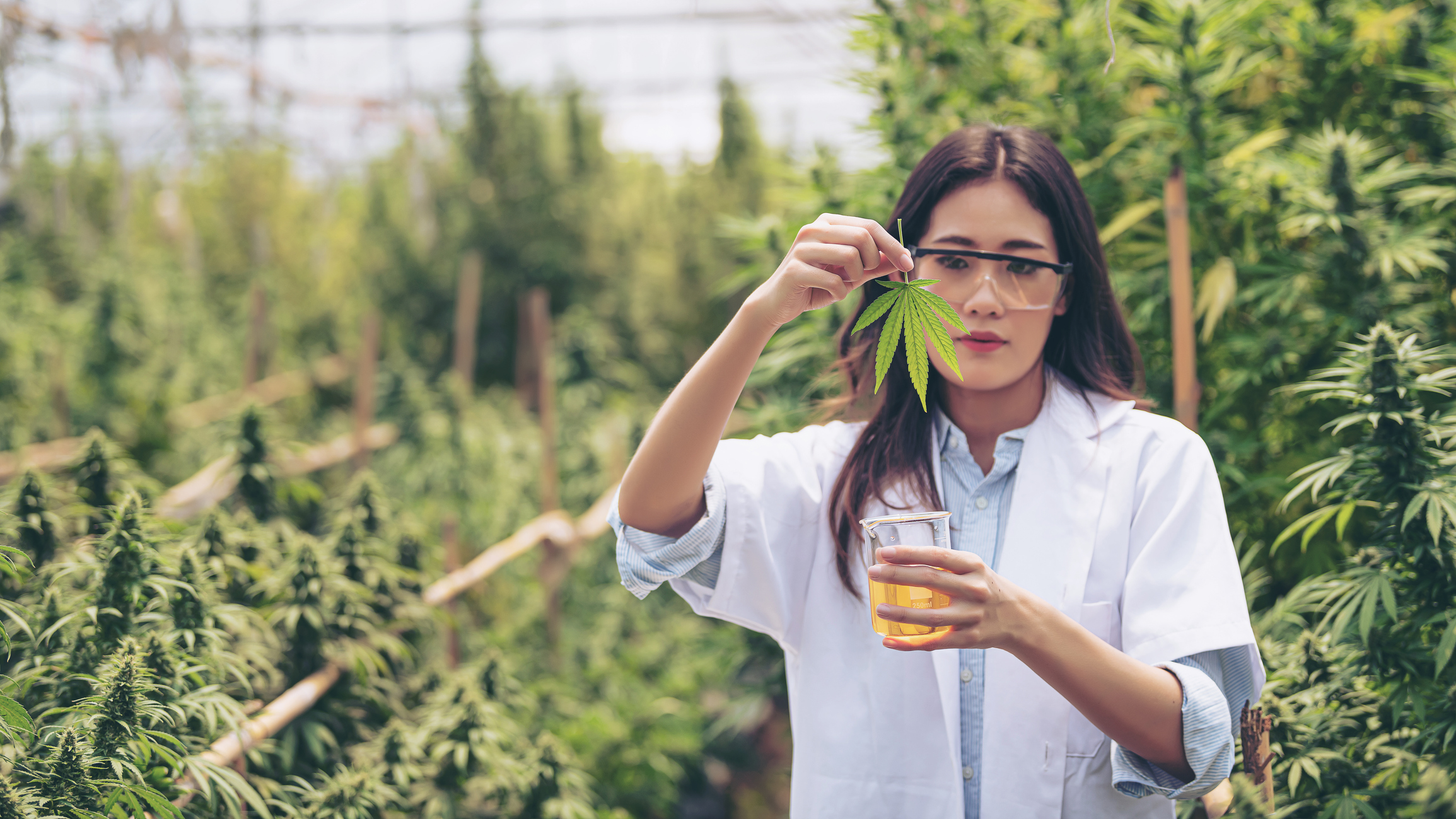 Doctor working inside cannabis cultivation facility