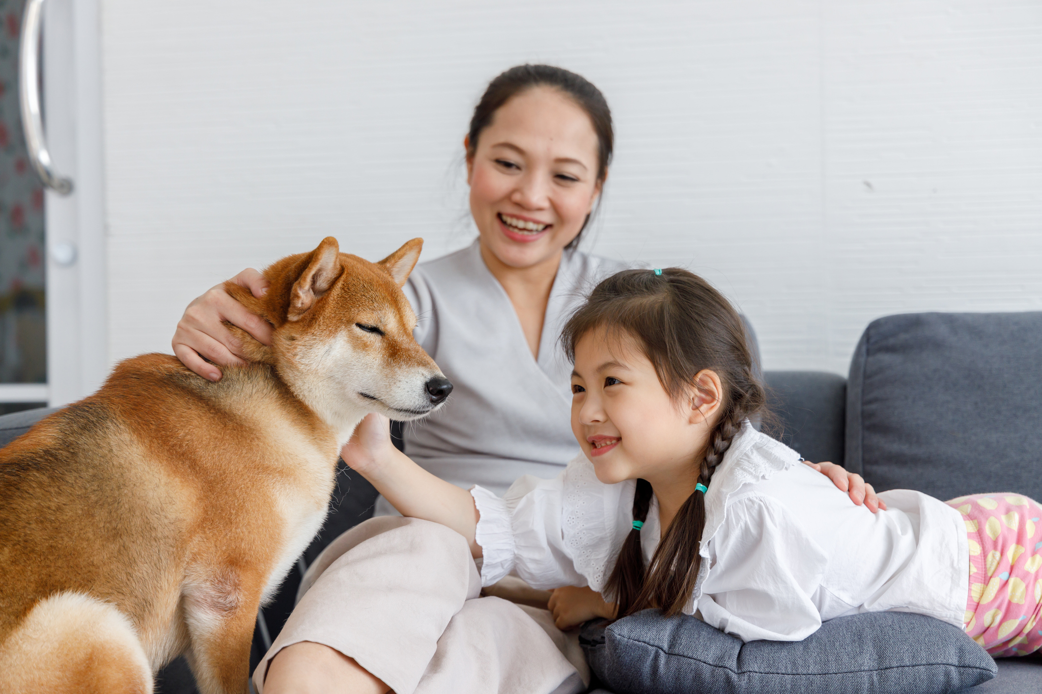 People petting a shiba inu dog.