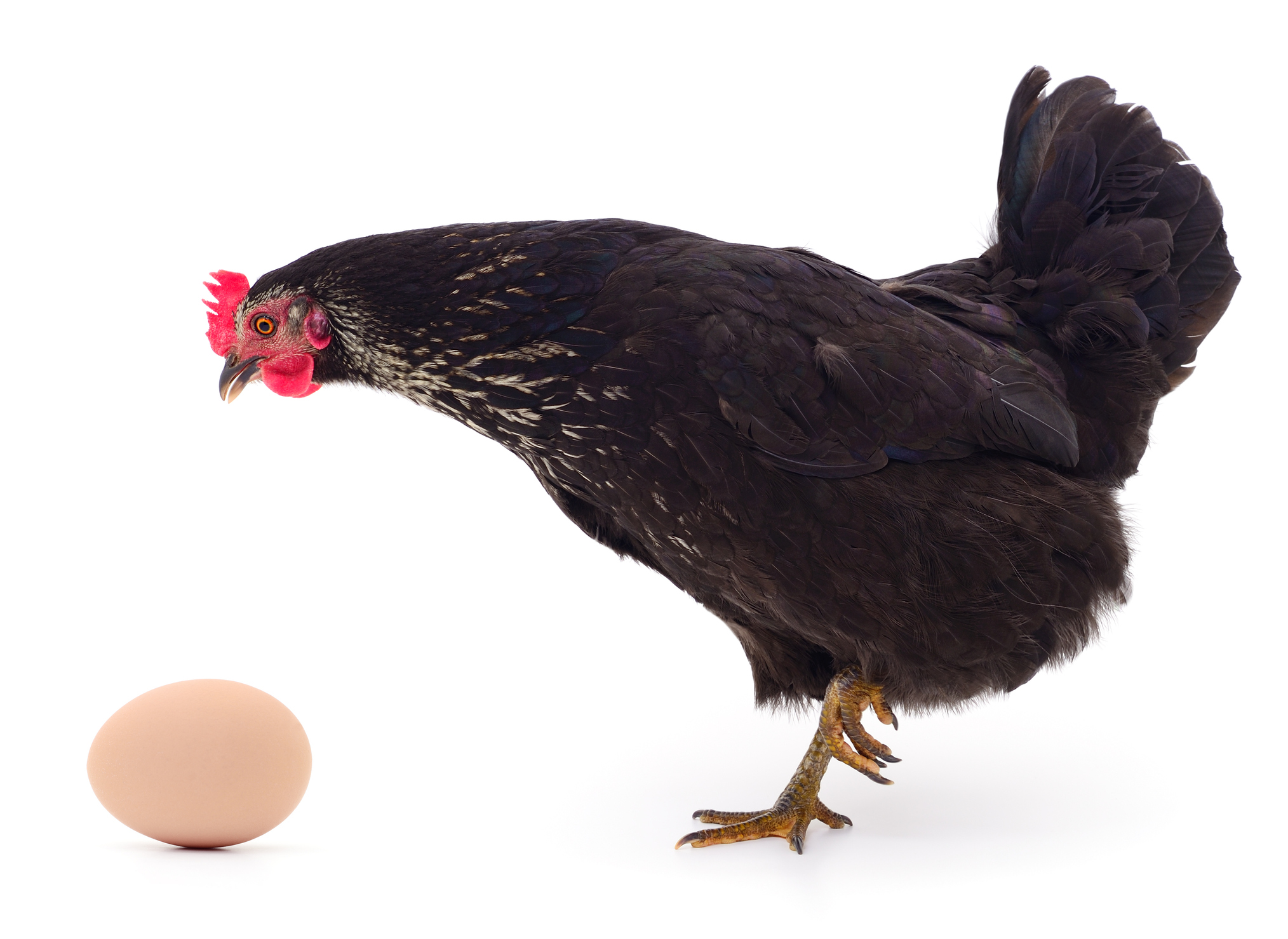 fool.com - Rich Smith - Why Cal-Maine Foods Stock Just Cracked