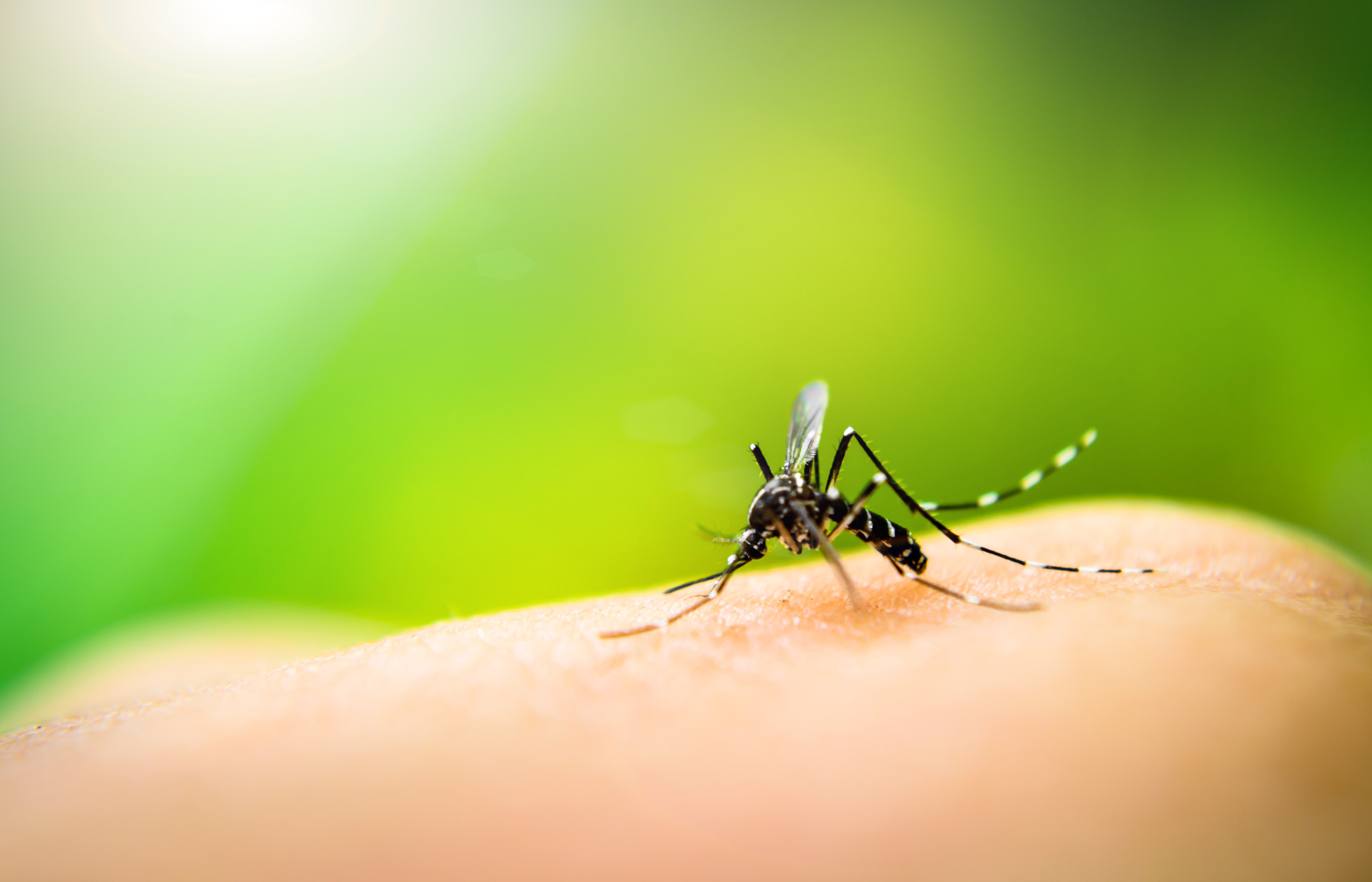 A mosquito sucking blood.