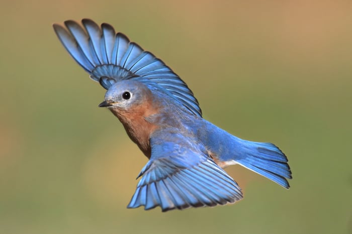 A bluebird