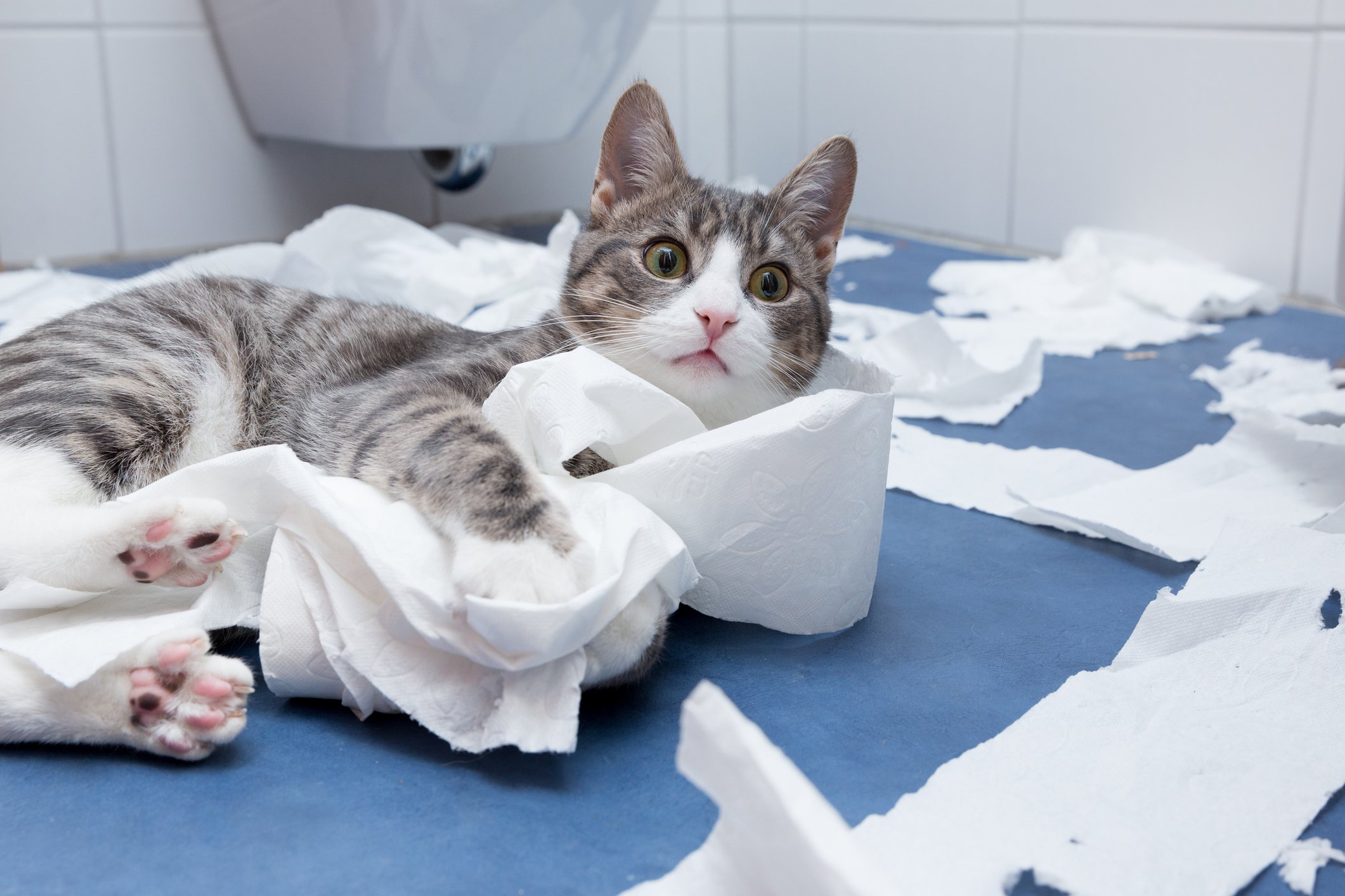 Gray and white tabby cat rolling in toilet paper on a bathroom floor