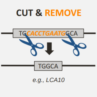 non-homo-end-joining-sourceEditas