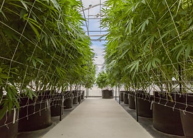 Getty-Images-Medical-Cannabis