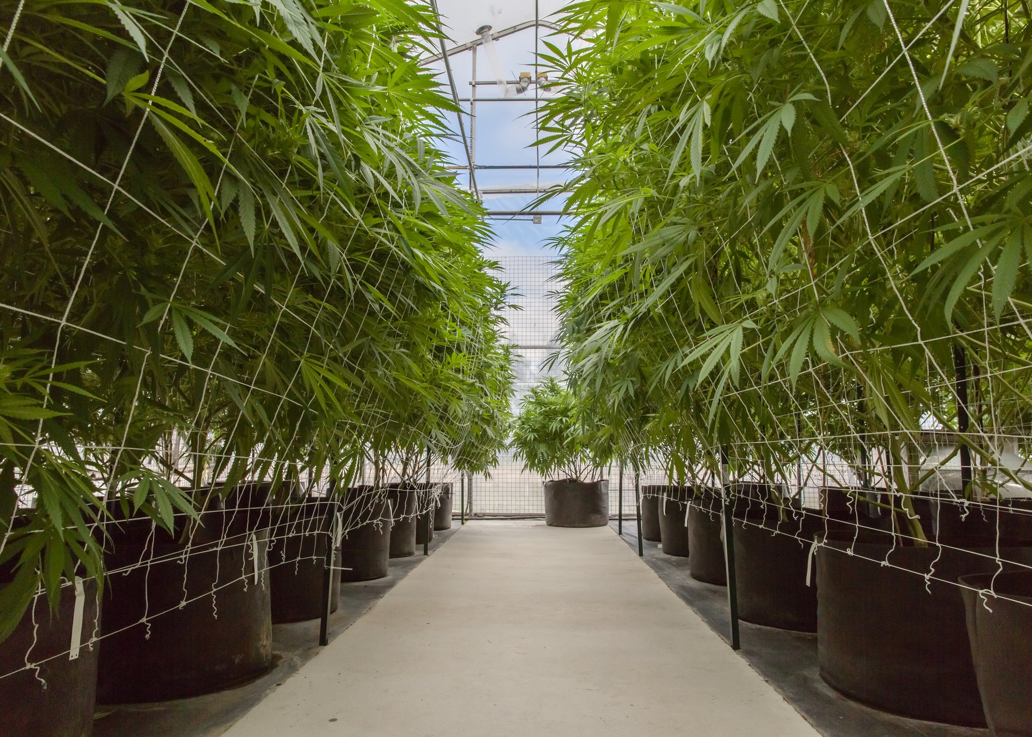 Getty-Images-Medical-Cannabis