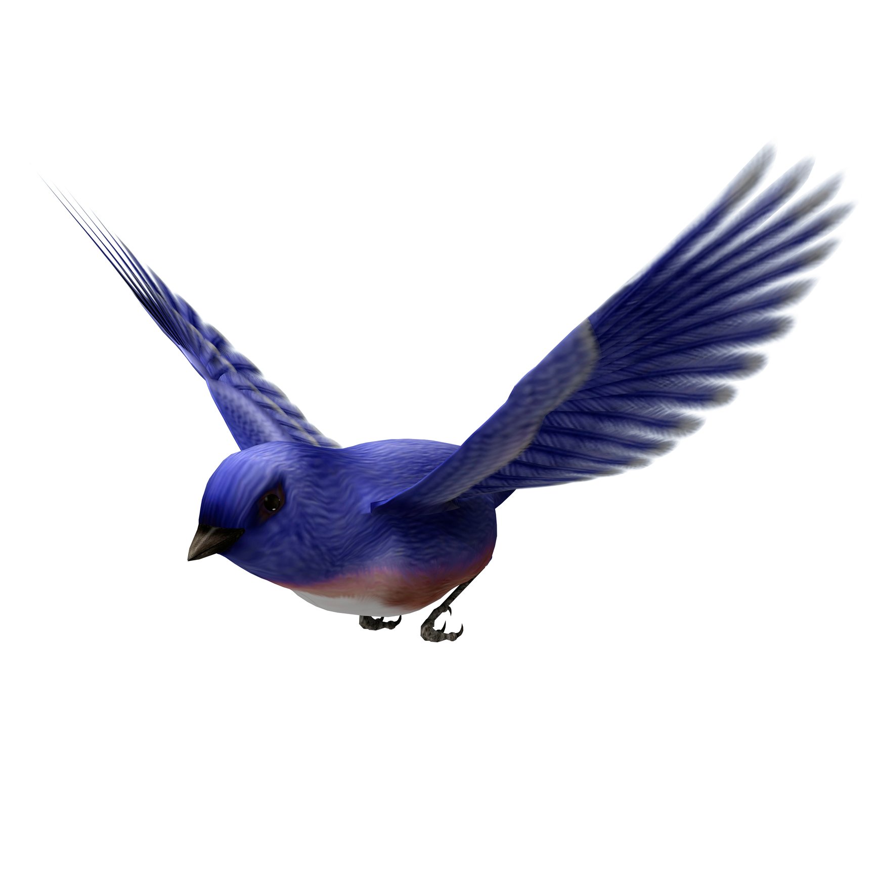A bluebird in flight
