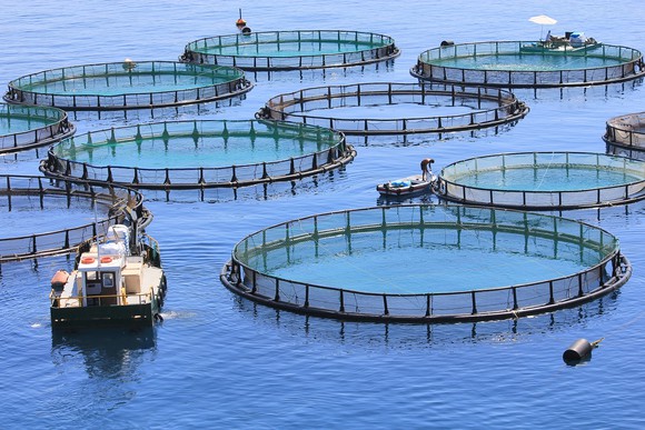 Fish farmers check their large, circular nets in the ocean