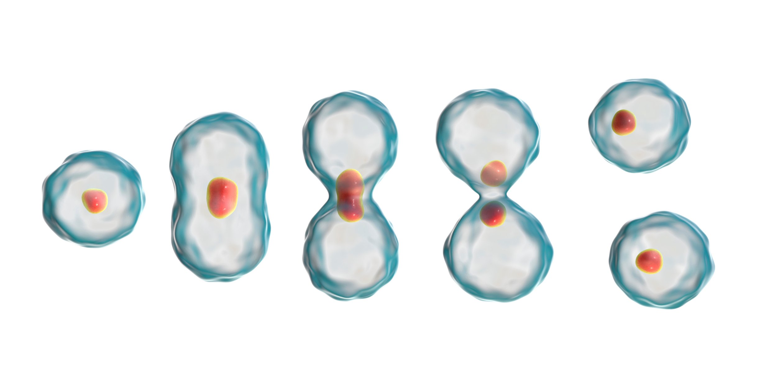 A cell dividing.