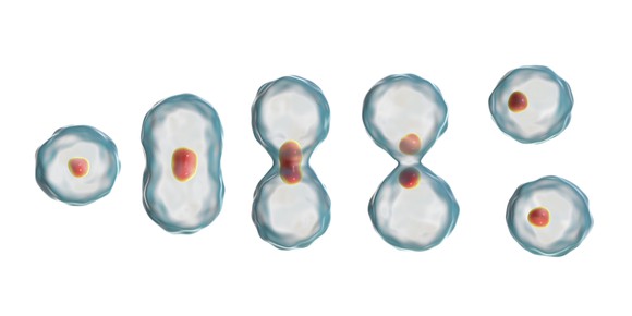 A cell dividing.