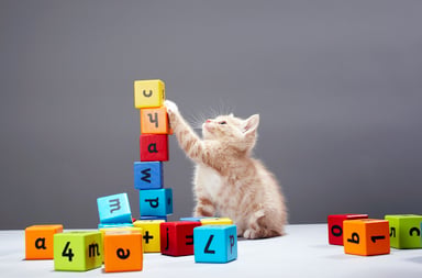 cat with blocks_GettyImages-83454817