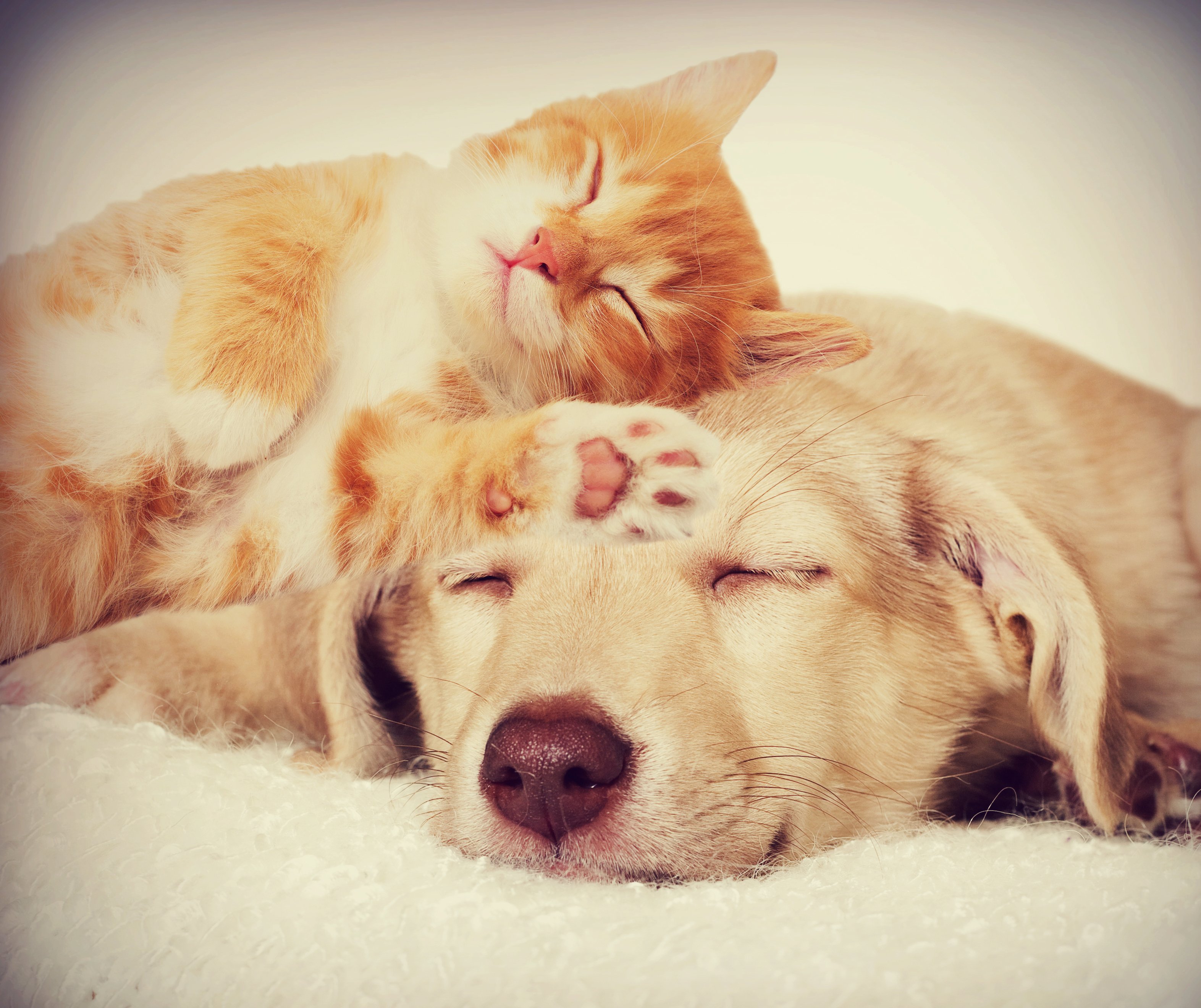 Dog and kitten sleeping by Getty