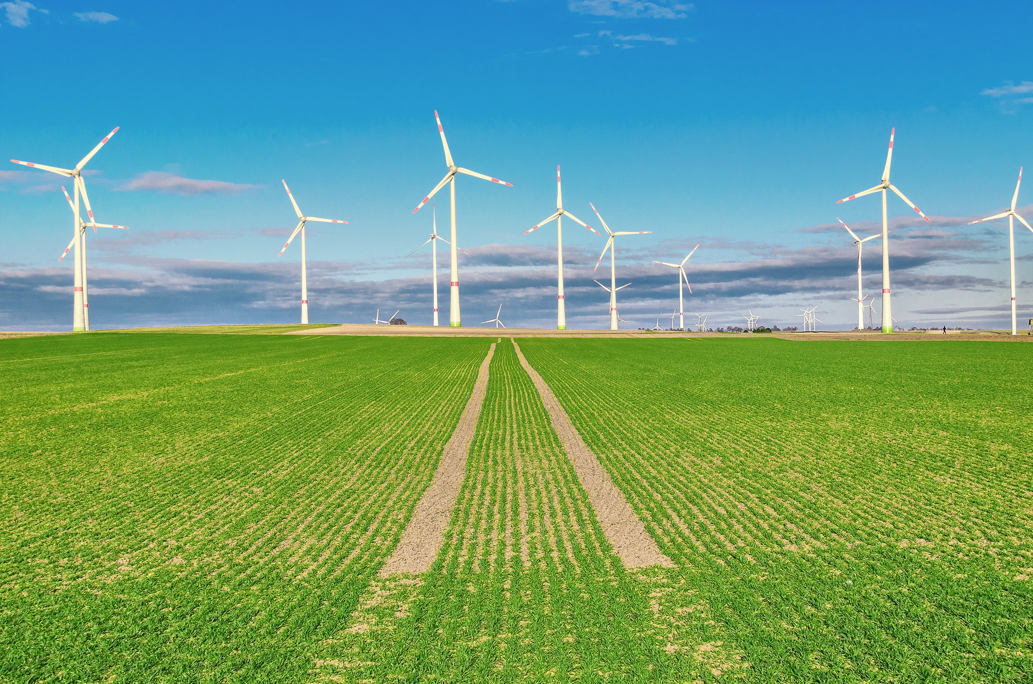 A field of crops with wind turbines in the background