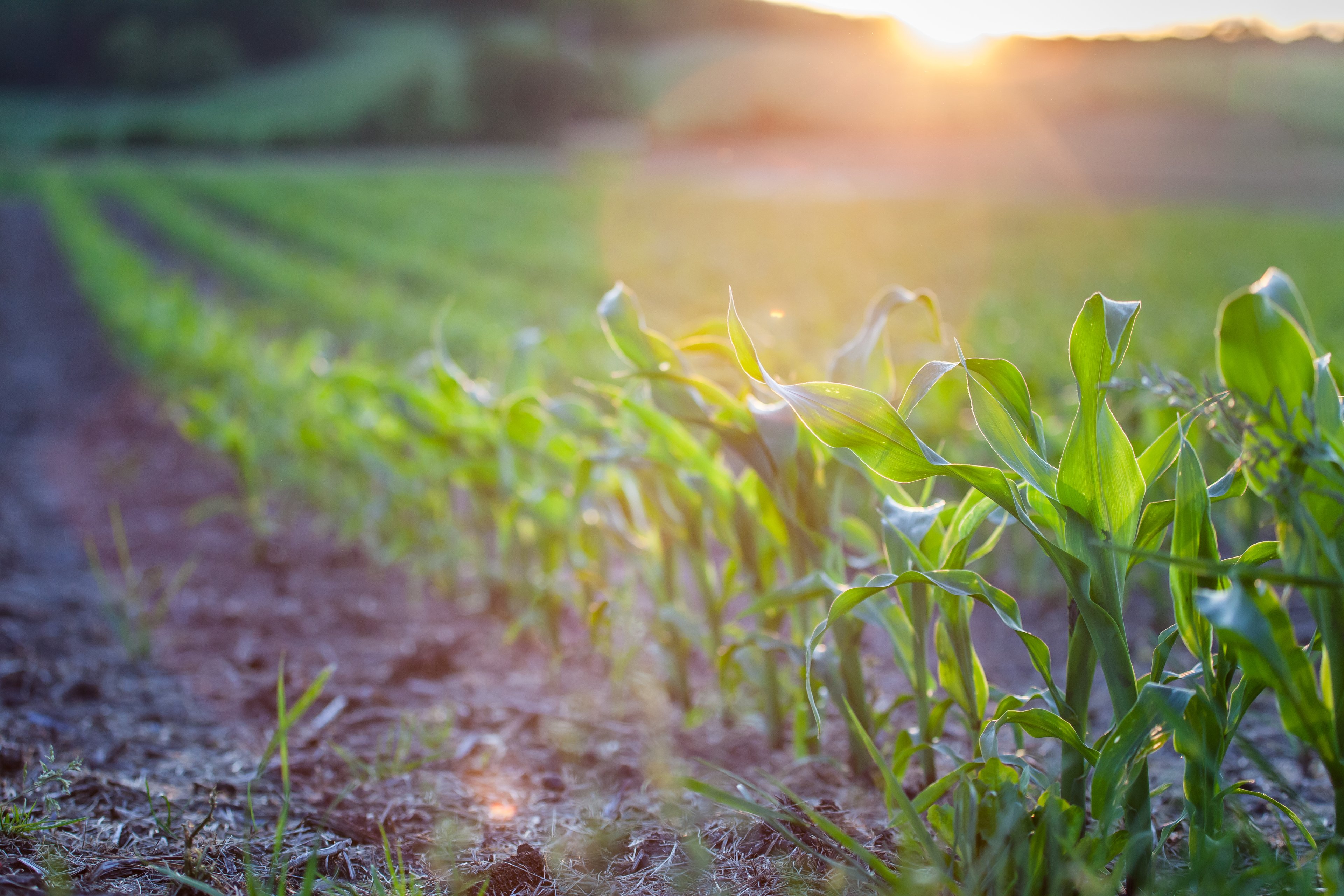 GettyImages Cornfield New Growth