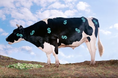 cash cow getty
