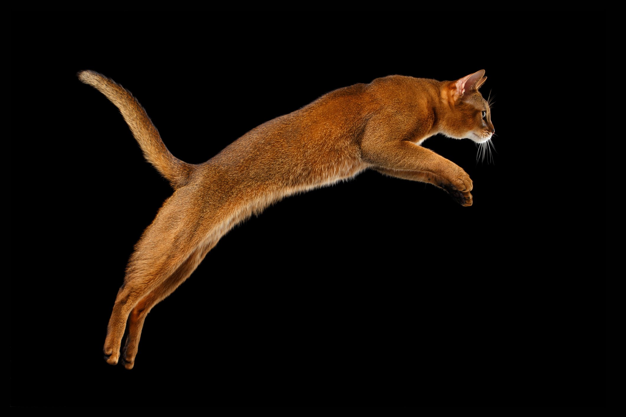 Jumping cat.
