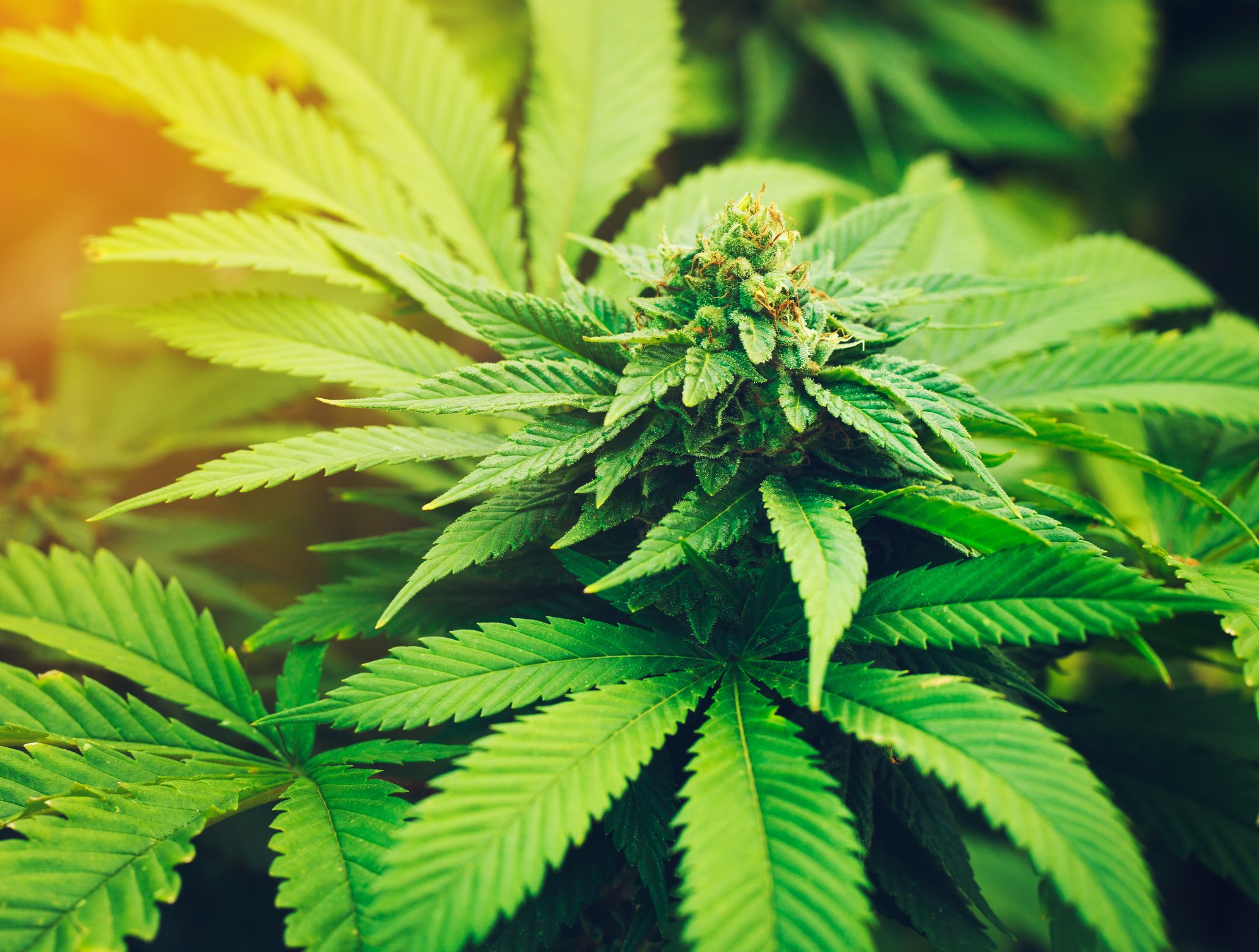 Marijuana plants in the sunlight. 