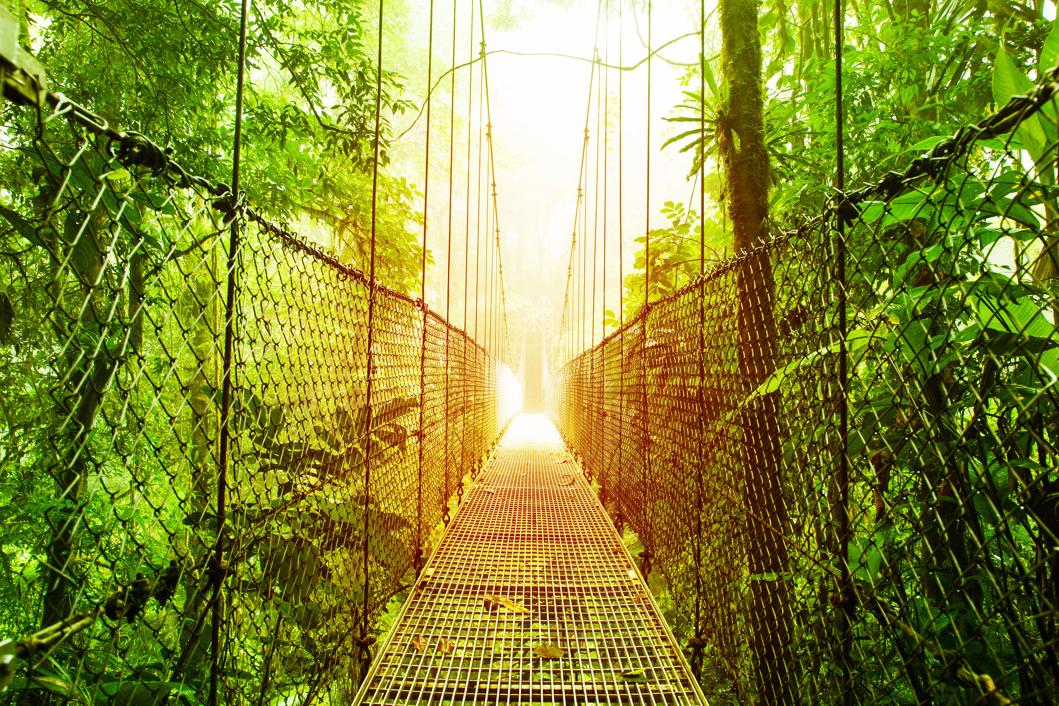 Picture of narrow bridge over a jungle.