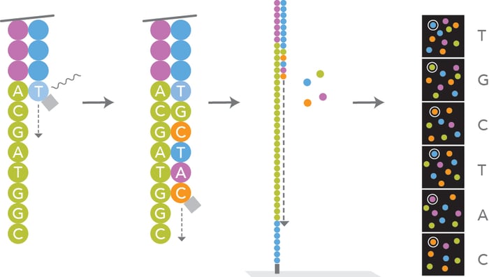 Schematic of Illumina's sequencing technology: sequencing by synthesis