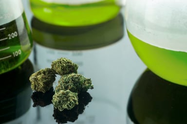 Marijuana on lab table