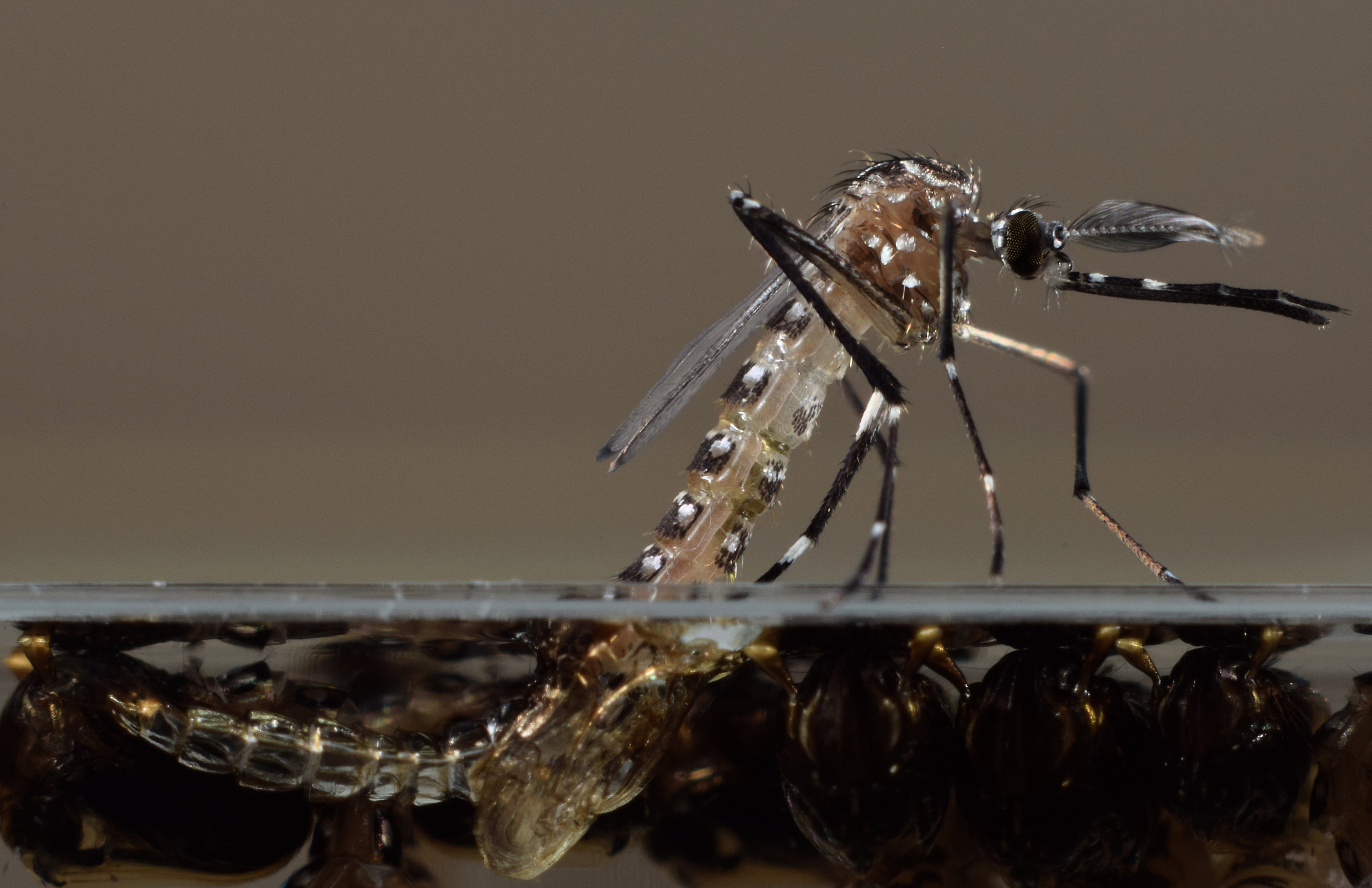 A close-up of a mosquito emerging from a pool of water.