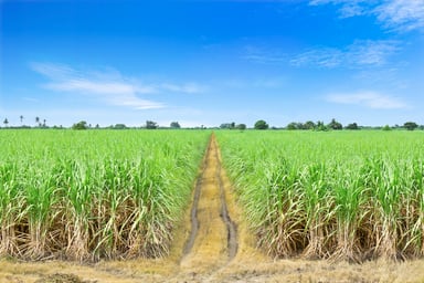 079 sugarcane field bunge