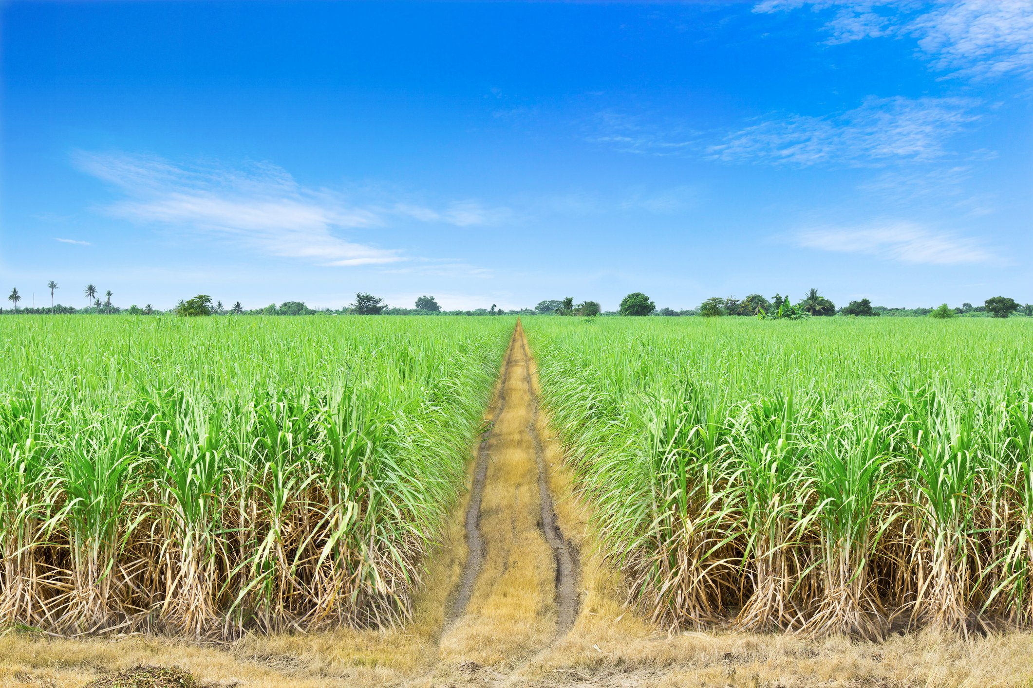 079 sugarcane field bunge