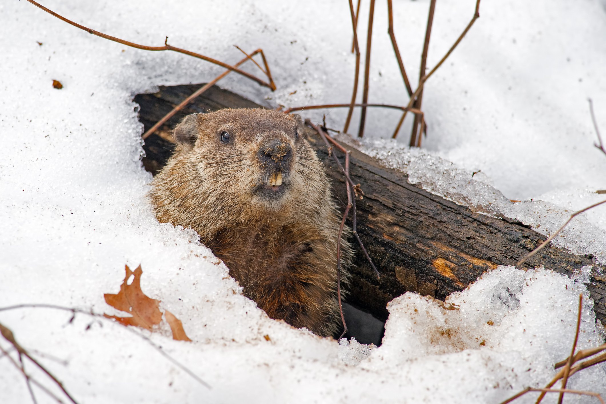 A gopher peeking out of the snow.
