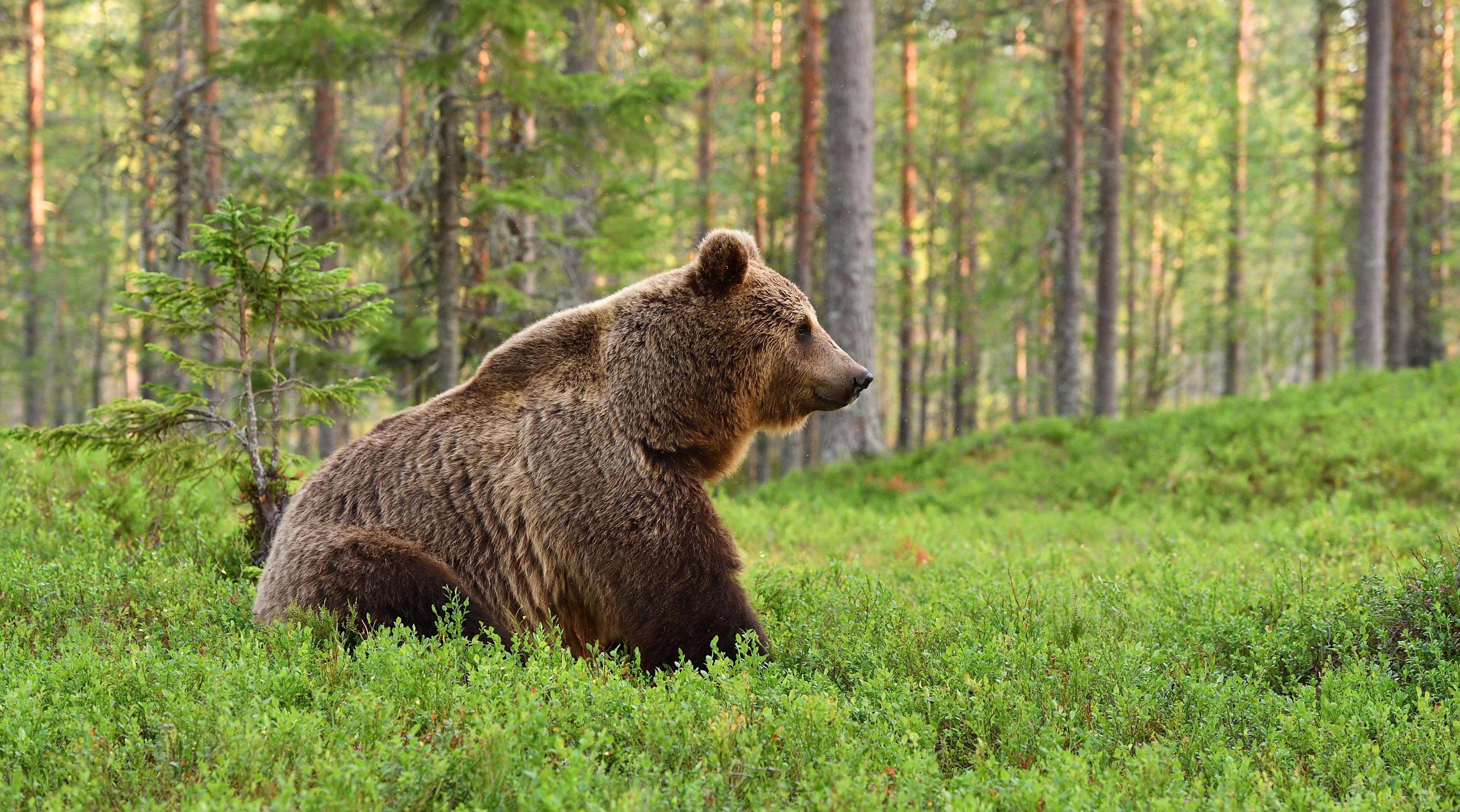 A magnificent bear in a forest