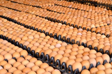 eggs brown dozens factory getty