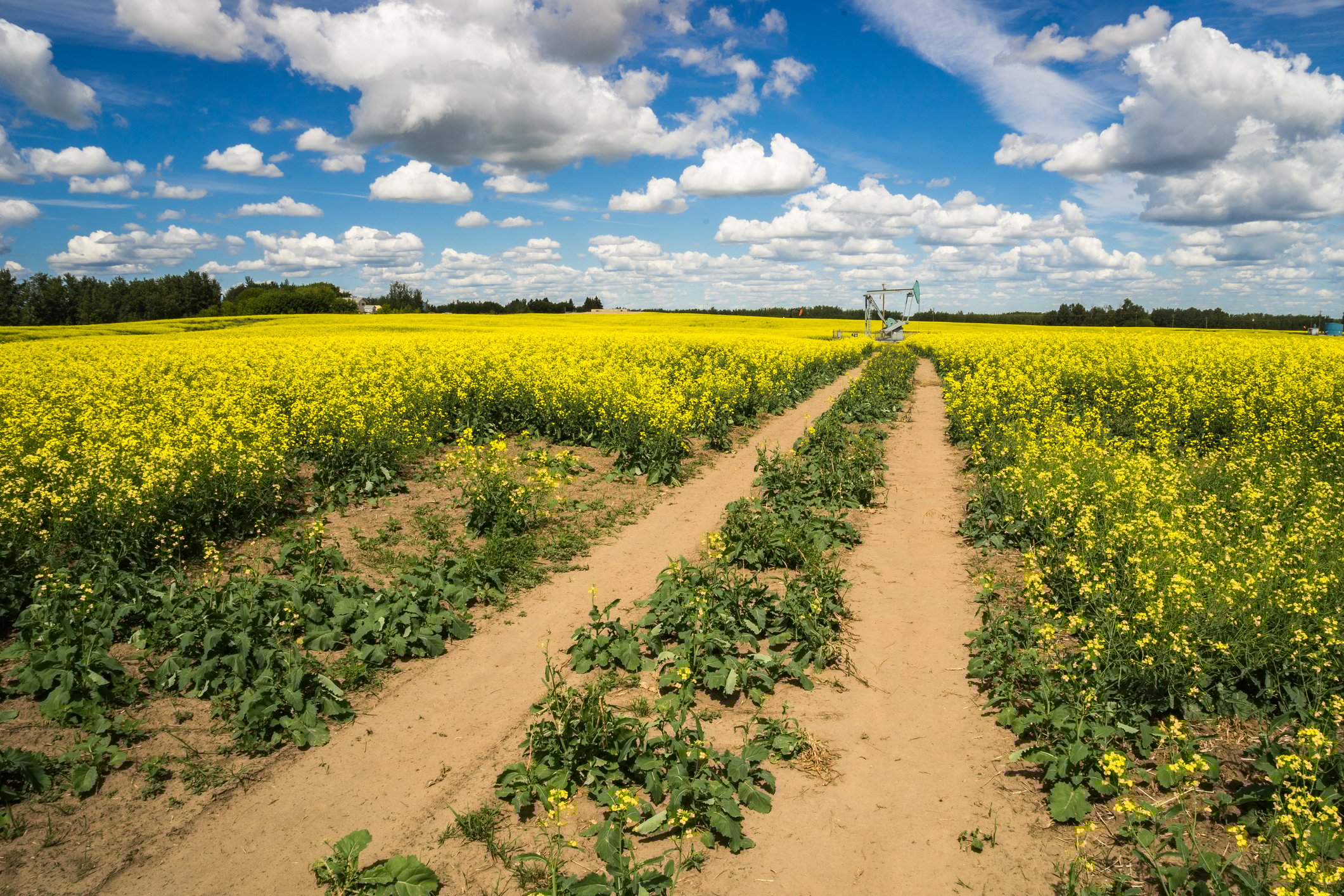Access road to the pumpjack through canola field.