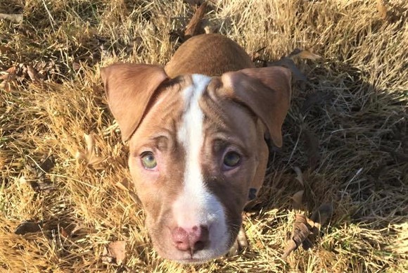 My dog looking up at the camera.