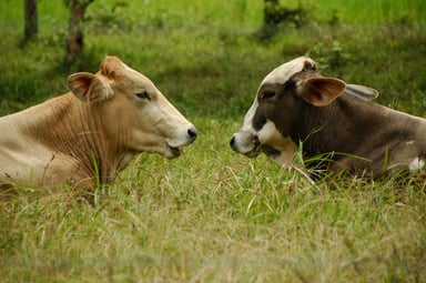 Two cows