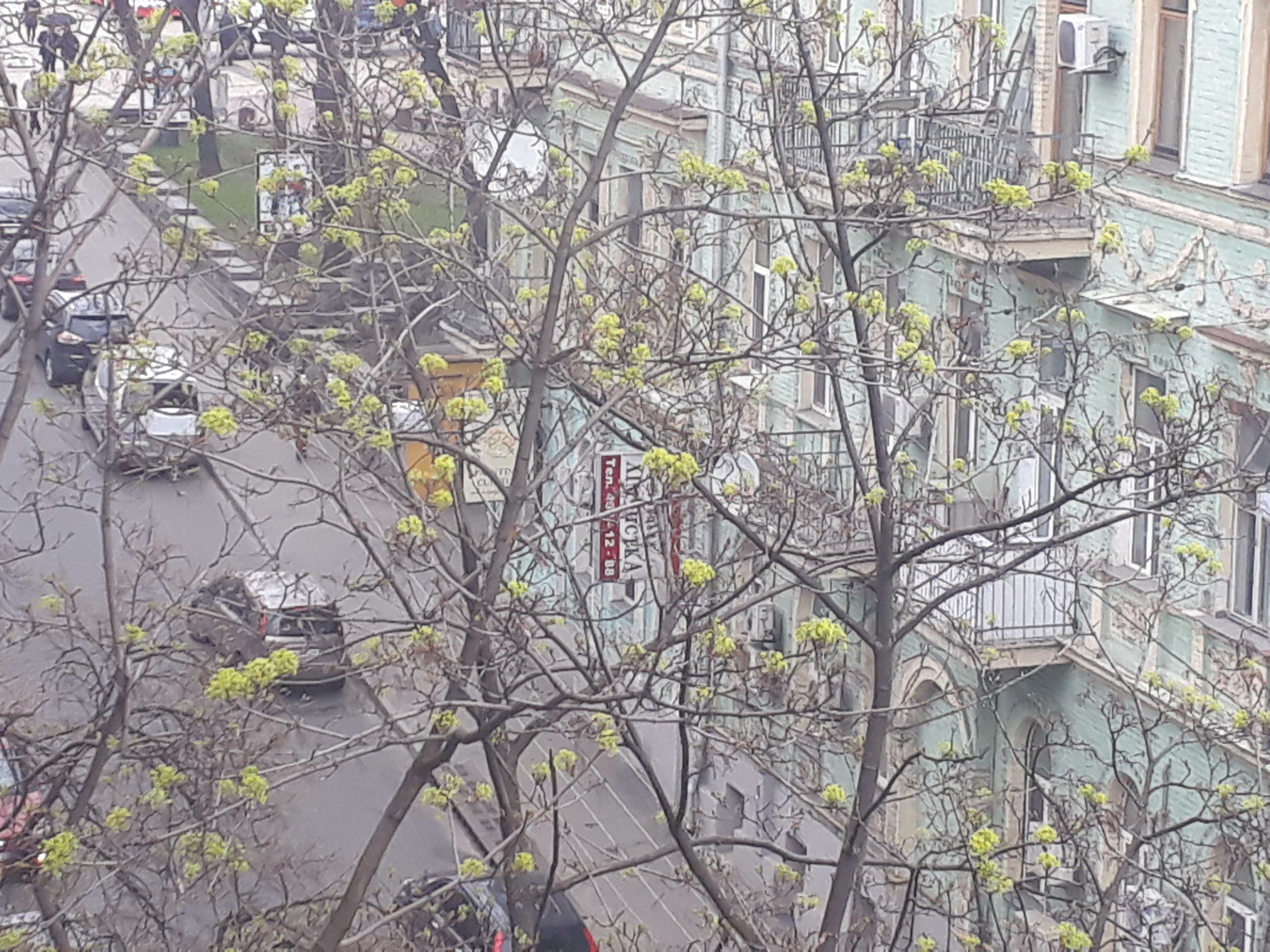 A tree with budding shoots on a street in Kiev