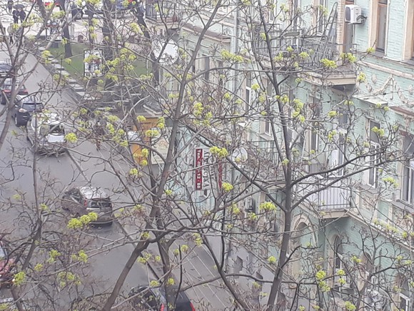 A tree with budding shoots on a street in Kiev