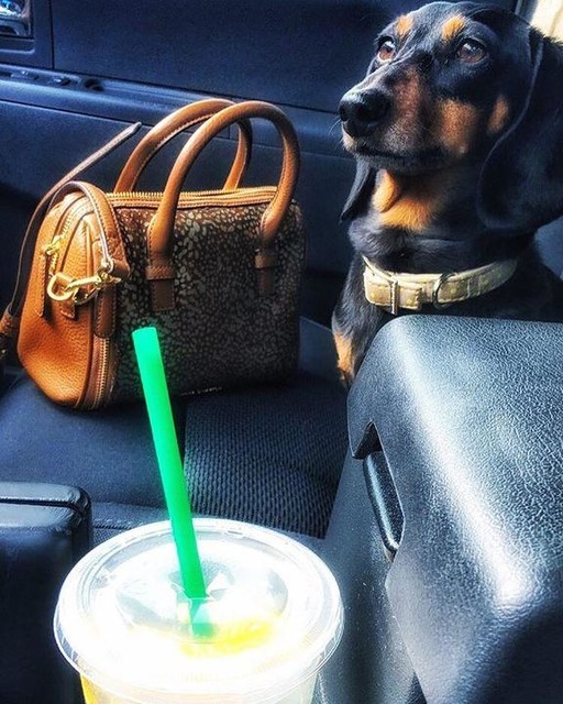 A small black-and-brown dog sitting in the front seat of a car with a Vera Bradley purse next to it.