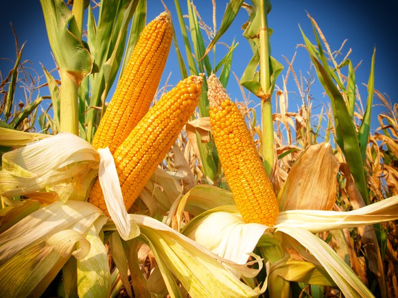 Closeup of a corn field.