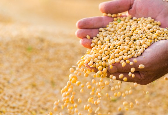 Ripe Soybean
