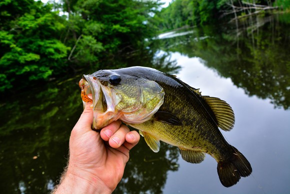 A bass fish caught on a lure
