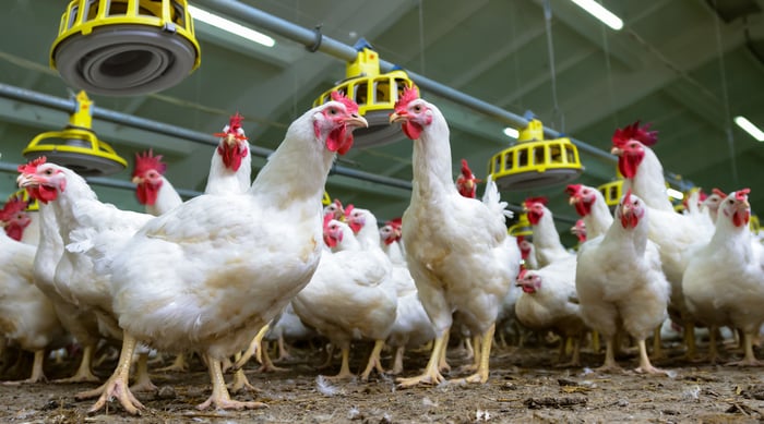 Kfc Is Going Antibiotic Free With Its Chicken Heres Why Thats Such A Big Deal The Motley Fool 