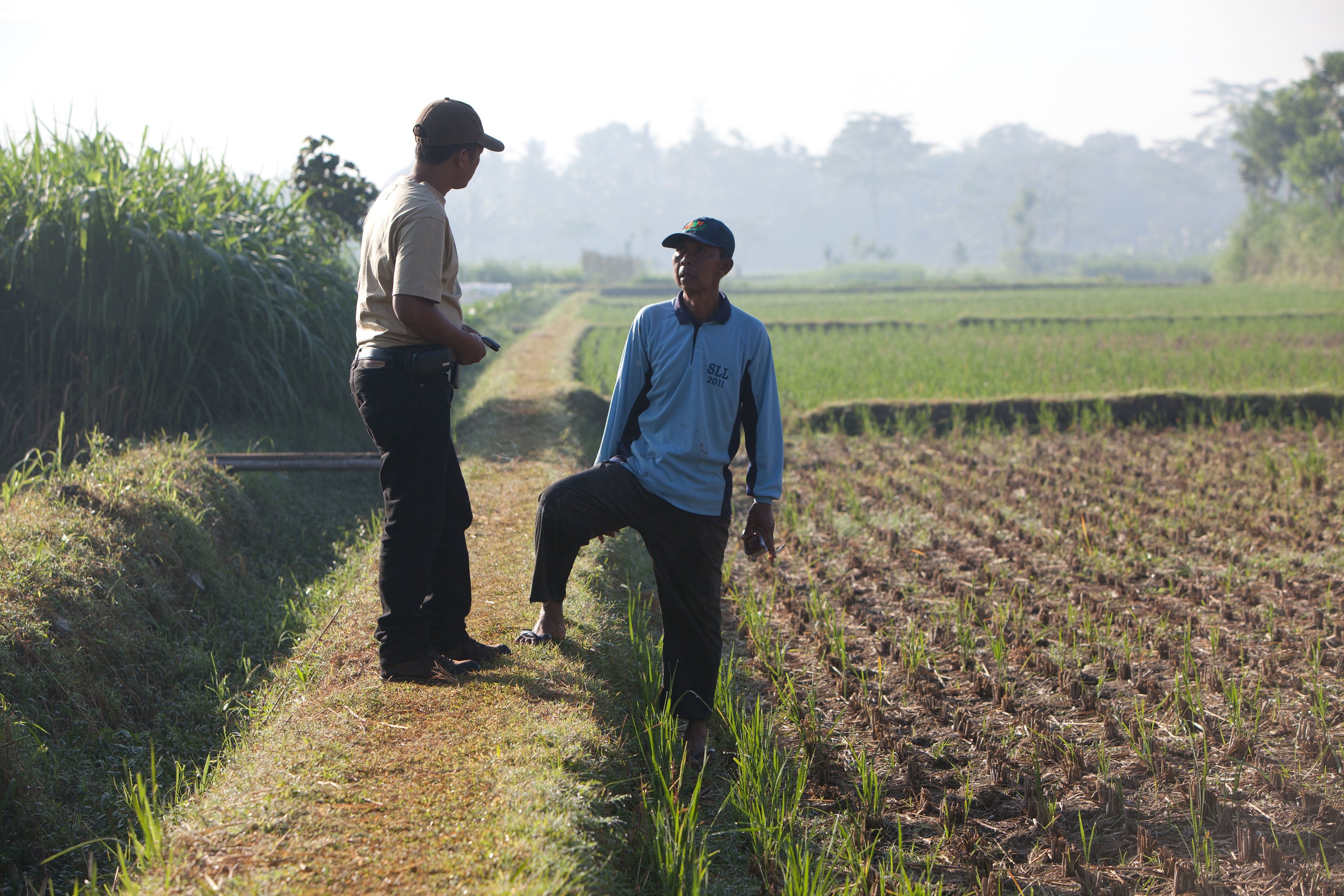 Tobacco workers in a field.